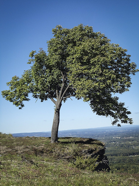 A Tree On The Cliff