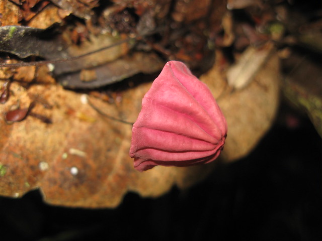 Marasmius haematocephalus