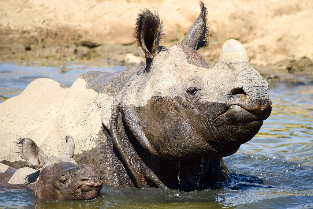 Greater one-horned rhino calf | Petunia