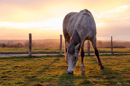 cheval horse sunset gavot hautesavoie chablais rural campagne country france hiver winter