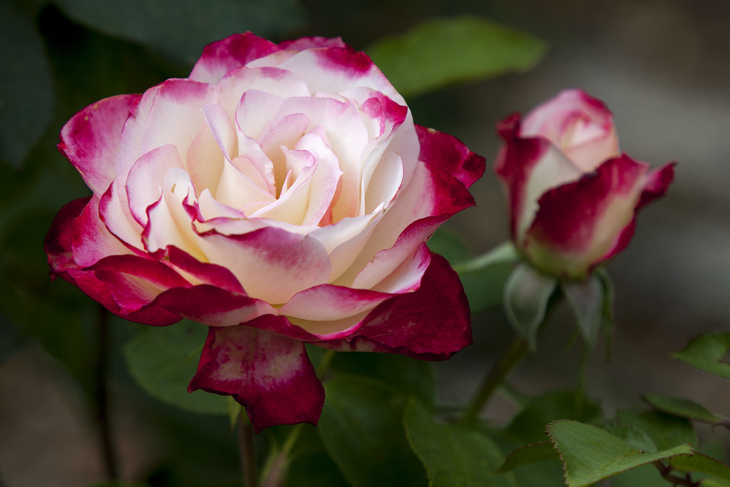 Riverside Rose | Photo taken at the University of California… | Flickr