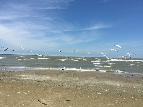 ohio beach waves lakeerie gulls catawbaisland gembeach