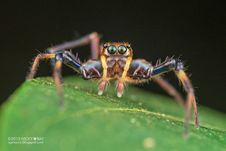Big-jawed jumping spider (Parabathippus sp.) - DSC_4936