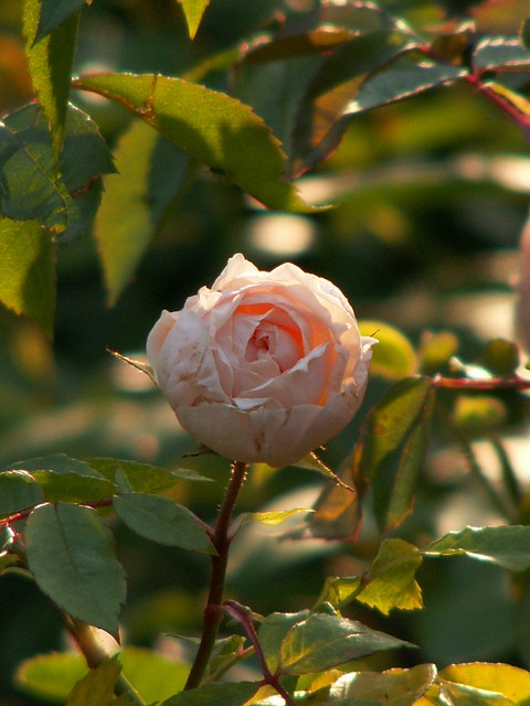 Inside my rose garden lahnstein germany rlp pia nachtsheim