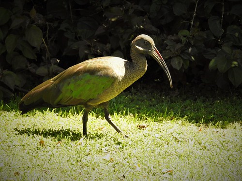 hadada ibis bostrychia hagedash
