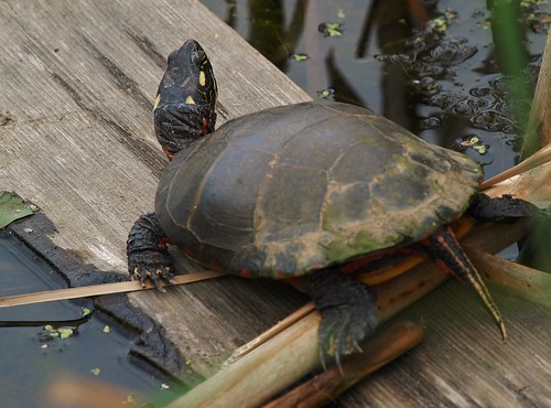 Enjoying Some Late Afternoon Sun | by Bill Bunn
