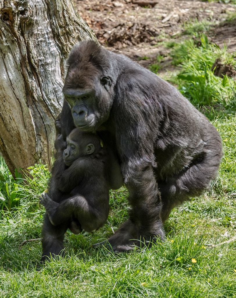 Jersey - Western Lowlands Gorilla With Baby - 2