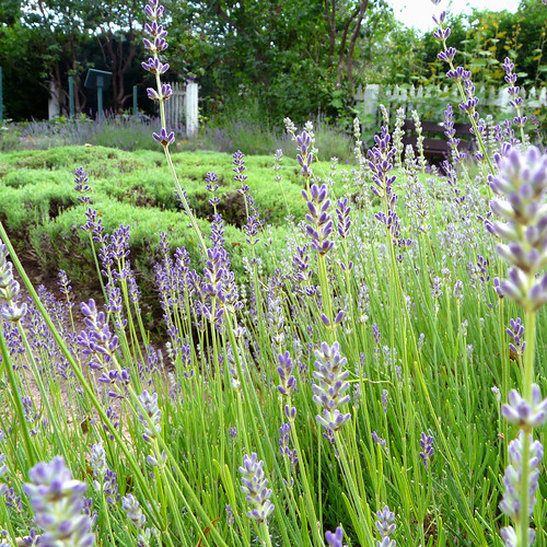 canada novascotia lavender historicgardens annapolisroyal