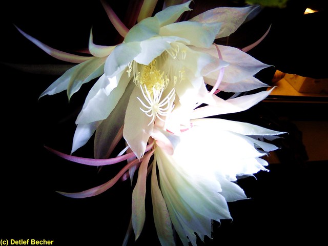 Moonlight cactus  (nightblooming cereus)