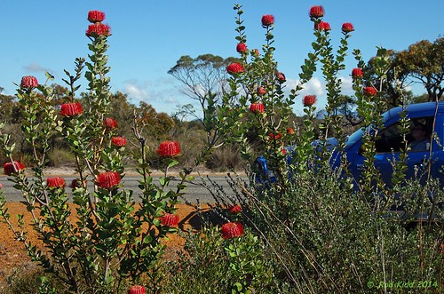 flowers bush pentax australia western wildflowers roadside k5 bushland pentaxda1650mmf28