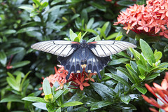 The Niagara Parks Butterfly Conservatory