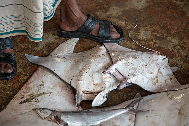 Manta rays at the fish market in Cox's Bazaar, Bangladesh.