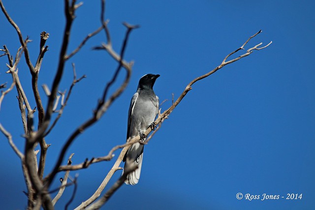 Black-faced Cuckoo Shrike