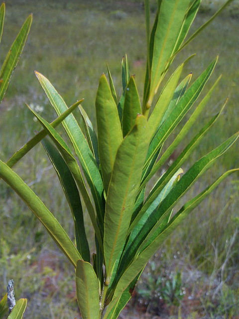 Hugonia penicillanthemum