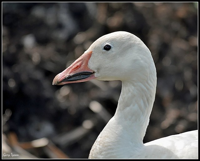 Snow Goose, Montezuma NWR, NY Jul 2014