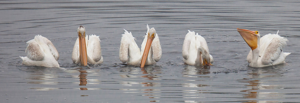 Feeding Pelicans #1