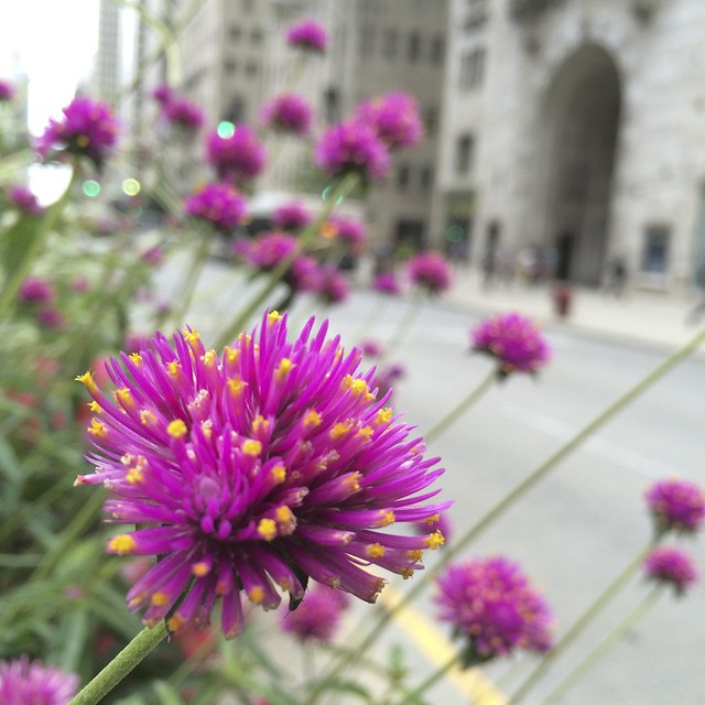 Purple flowers on Michigan Avenue median in Chicago