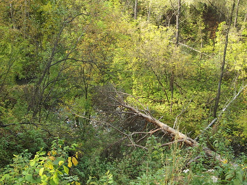 autumn nature forest landscape siberia novosibirsk осень природа лес пейзаж новосибирск сибиррь