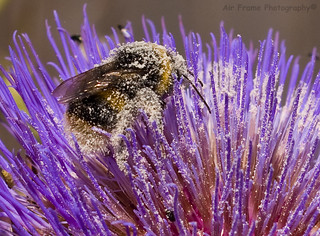 Bee, so busy collecting pollen...