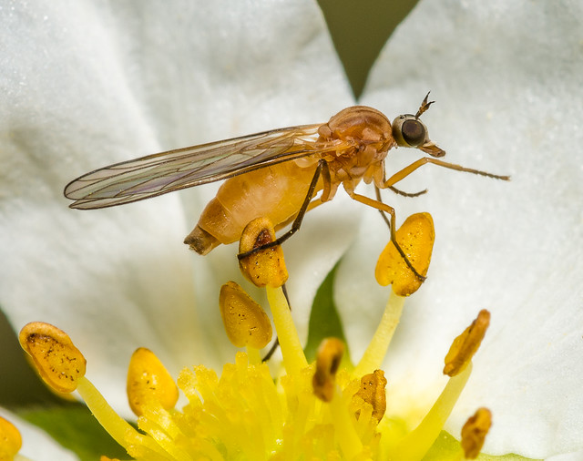 Dance Fly (Empididae) 114v-5335