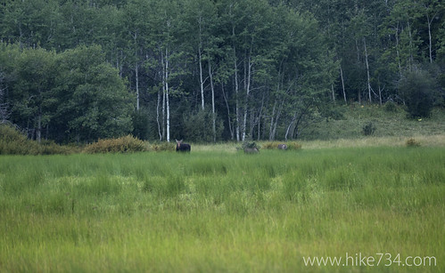Cow Moose with Calves