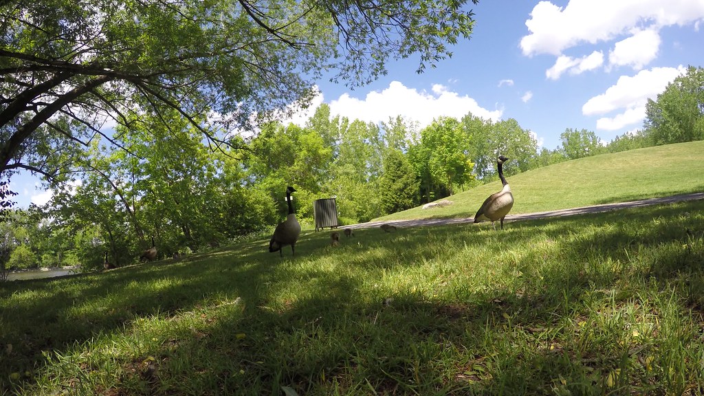 MY VIDEO of ..... CANADA GEESE and THERE CHICKS
