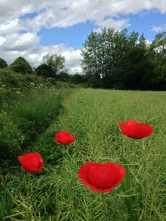 More poppies 