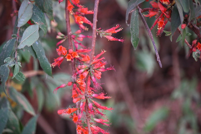 ecosystem/flora/Fire Flame Bush(Woodfordia fruticosa)