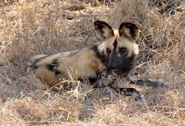 Alert African Hunting Dog - Notten's Bush Camp, Sabi Sands