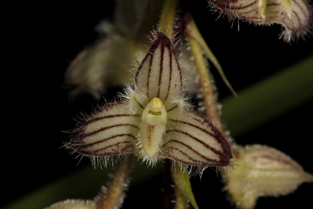 Bulbophyllum lindleyanum 2014-08-11 03