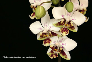 Phalaenopsis stuartiana var. punctatissima | by emmily1955