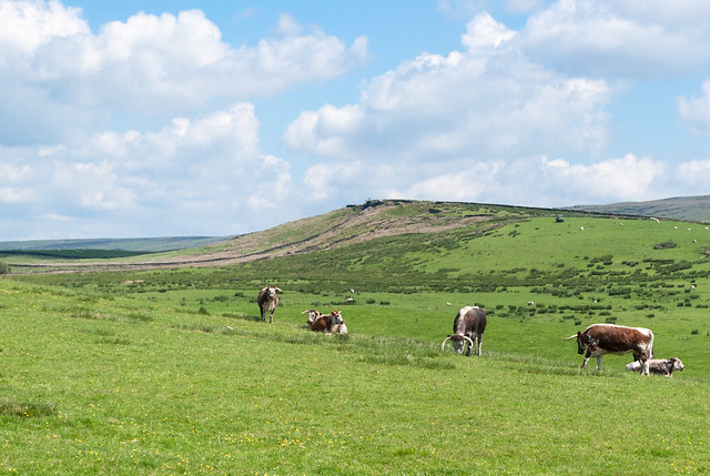 Grazing cows In the summer sun June 2014