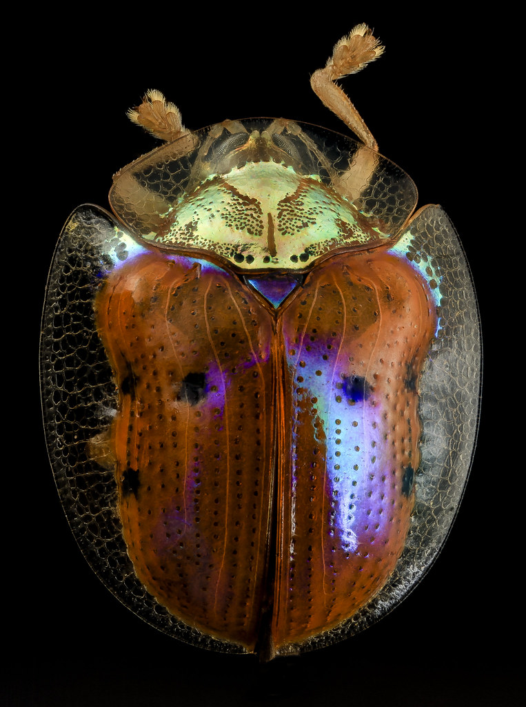 golden tortoise beetle, back, upper marlboro, md_2014-06-04-13.25.12 ZS PMax