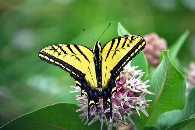 Eastern Tiger Swallowtail [explored!]