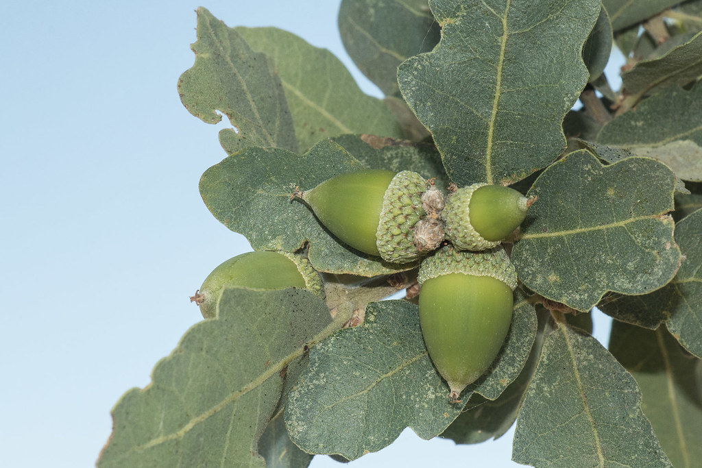 Quercus douglasii, Blue Oak, Acorns
