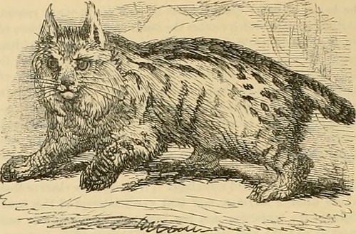 Paternoster