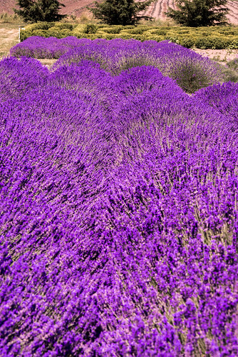 Sequim Washington Lavender Farm | by xen riggs