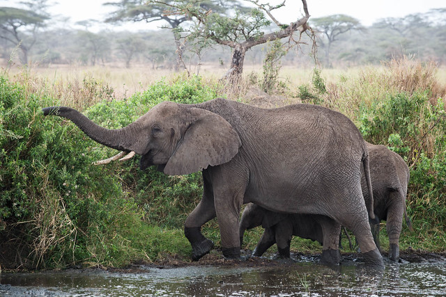 serengeti, tanzania