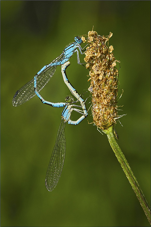 NAT. HIST. ~ INSECTS | Flickr