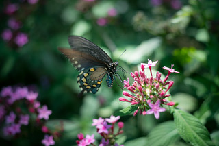 Butterflies Alive! | Went to the Santa Barbara Museum of Nat\u2026 | Flickr
