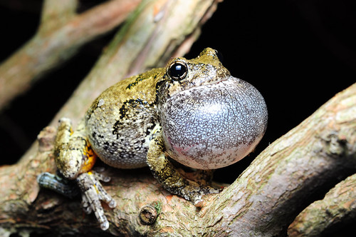 Gray Tree Frog | by nikomelos