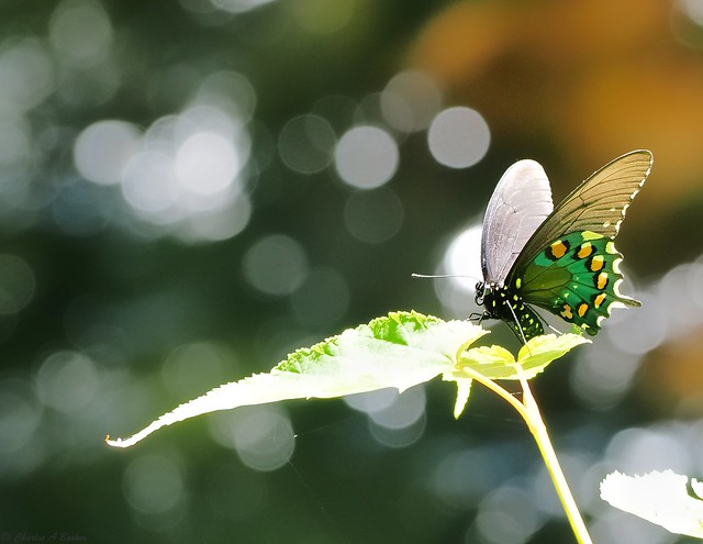 Sun Bathing Butterfly