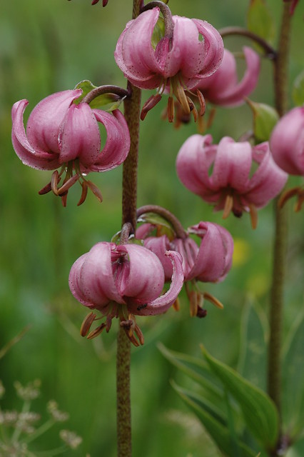 Lilium martagon (Martagon - Turkse lelie)
