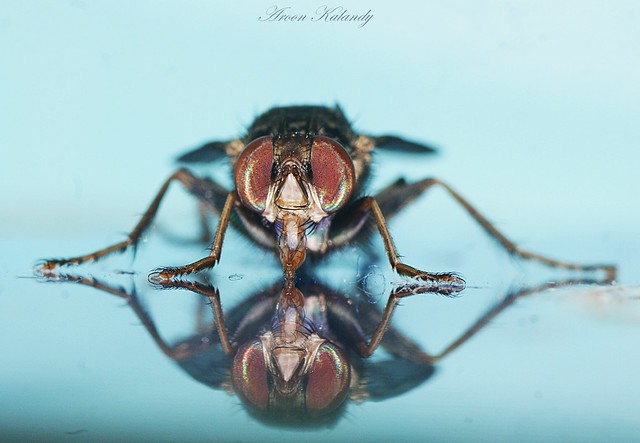 Fly reflections......