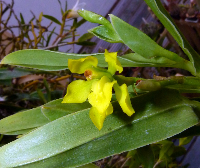 Cyrtochilum revolutum (lindenii)  'Lea Straight' species orchid, new to the collection 8-14*