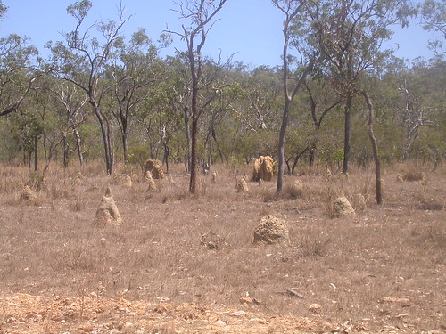 landscape queensland termite termitemound mareeba