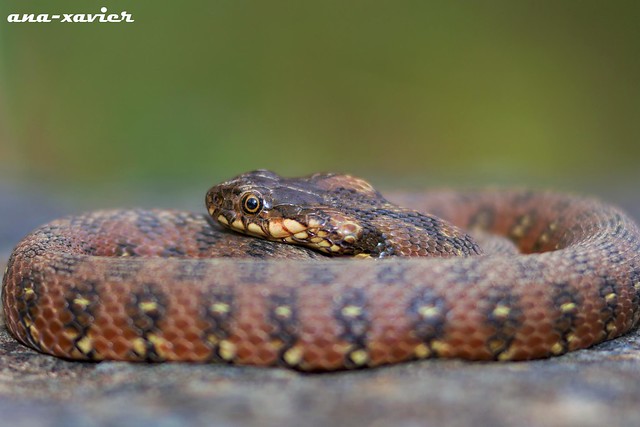 Cobra-de-água-viperina, Viperine Water Snake (Natrix maura)