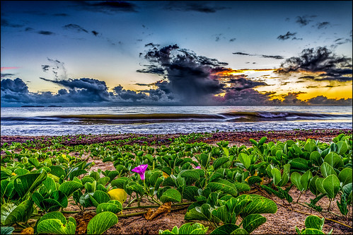 fleur soleil couleurs sony nuages paysage plage kourou aube guyane nexf3