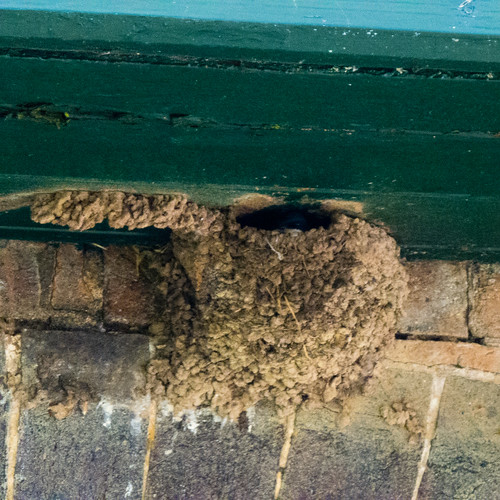 House martin nest