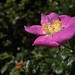 Flickr photo 'H20140605-2794—Rosa pisocarpa—RPBG' by: John Rusk.